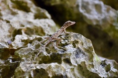 Anolis argenteolus