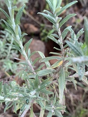 Helichrysum splendidum