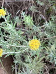 Helichrysum splendidum