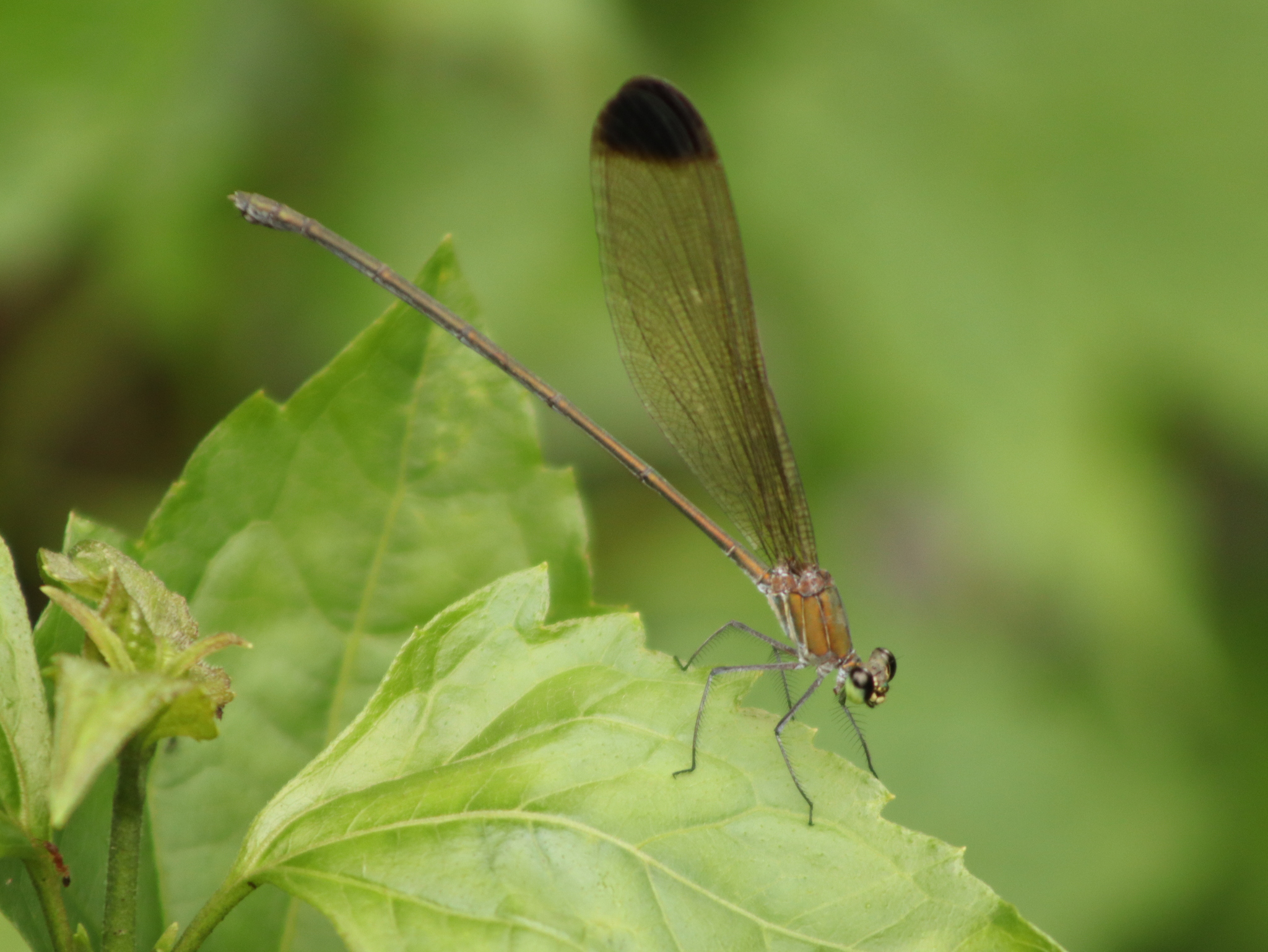 Black-Tip Flashwing