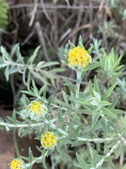 Helichrysum splendidum