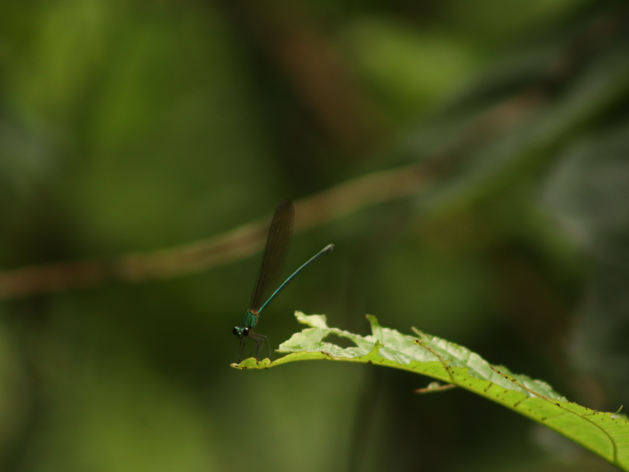Clear-Winged Flashwing