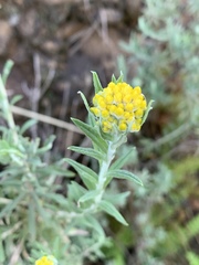 Helichrysum splendidum