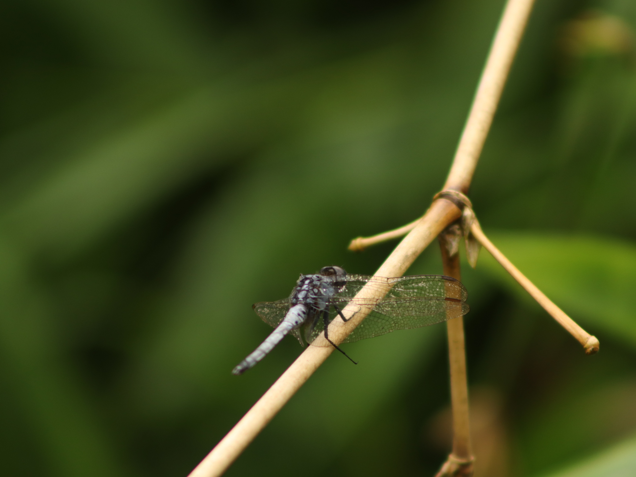 Blue Marsh Hawk