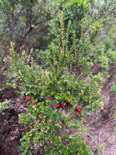 Acrothamnus maccraei, photograph 5