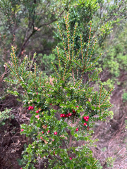 (c) Caleb Catto, some rights reserved (CC BY) Acrothamnus maccraei, photograph (c) Caleb Catto, some rights reserved (CC BY)