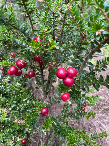Subalpine Beard-heath (Acrothamnus maccraei)