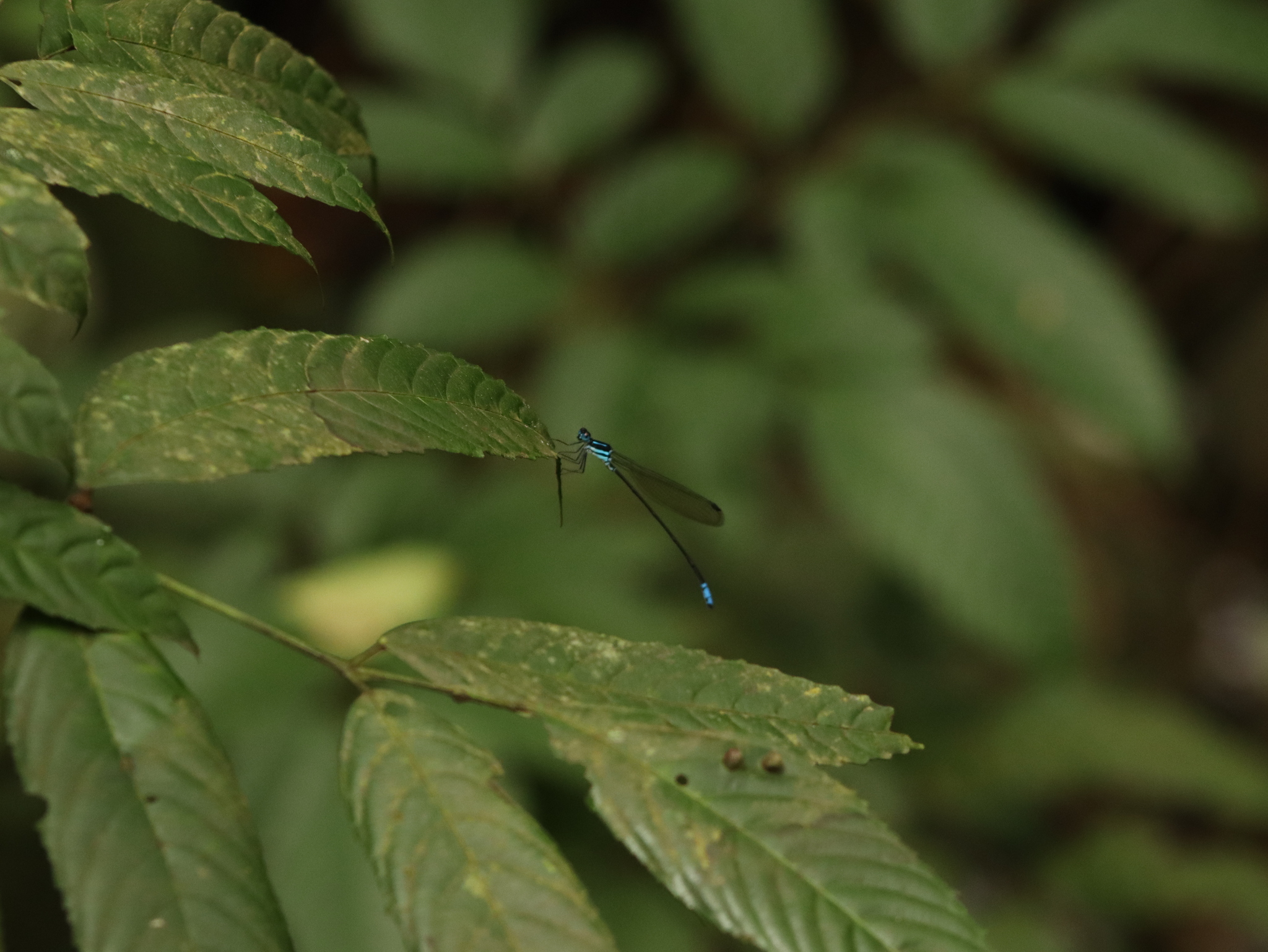Myristica Bambootail