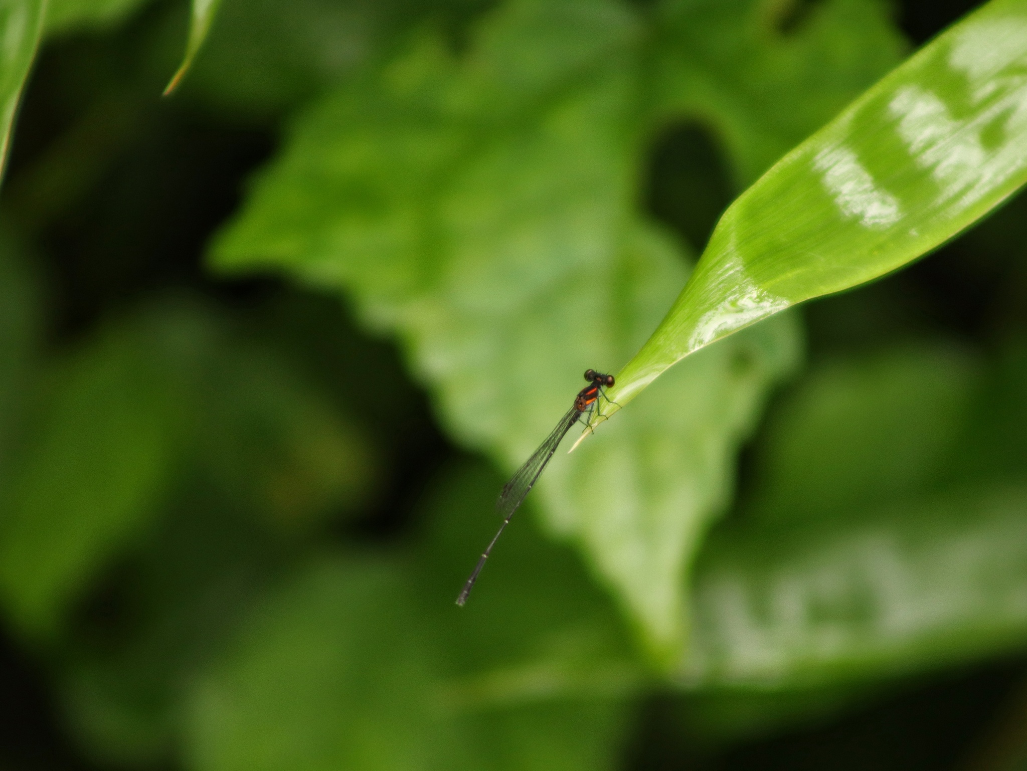 Orange-Striped Threadtail