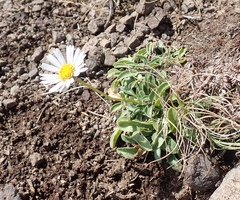 Erigeron flettii