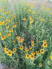 Helianthus laciniatus
