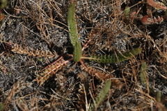 Ivesia unguiculata