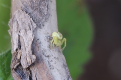 Thomisidae