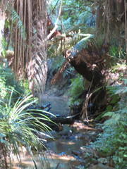 Dicksonia squarrosa