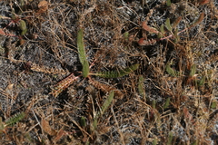 Ivesia unguiculata