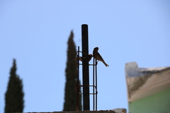 Haemorhous mexicanus