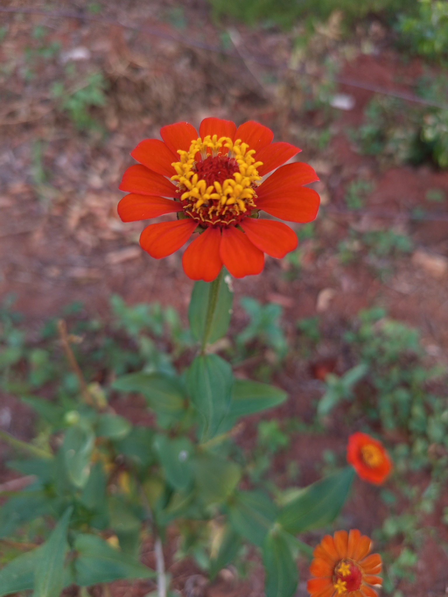 Zinnia elegans