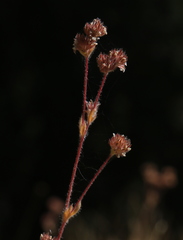 Ivesia unguiculata