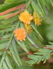 Taxodiomyia