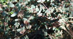 Euphorbia berteroana