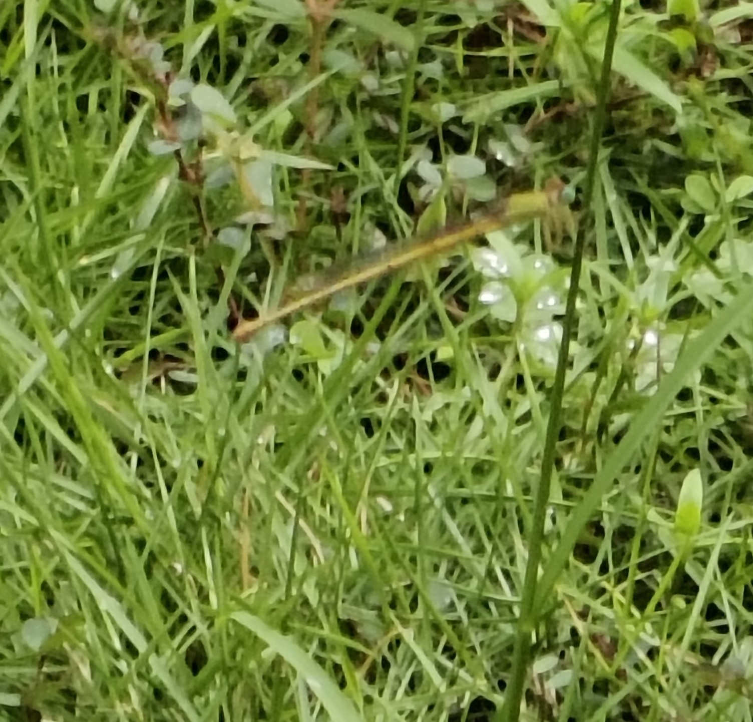 Coromandel Marsh Dart
