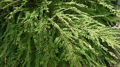 Phyllanthus myrtifolius