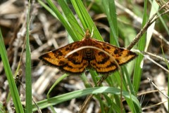 Pyrausta subsequalis