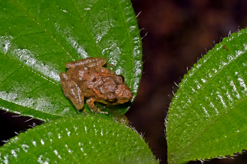 Charlotteville Robber Frog, Pristimantis charlottevillensis