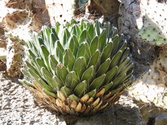 Agave victoriae-reginae