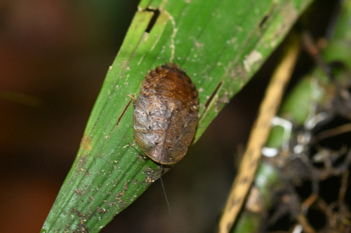 Thanatophyllum akinetum