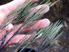 Allocasuarina nana