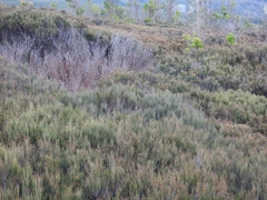 Allocasuarina nana