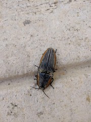 Chalcolepidius rugatus