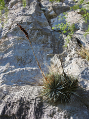 Hechtia mapimiana
