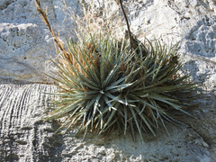 Hechtia mapimiana