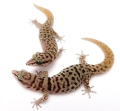 Sphaerodactylus armasi
