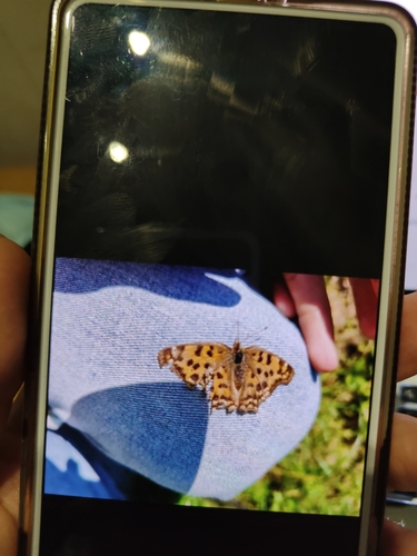 Asian Comma