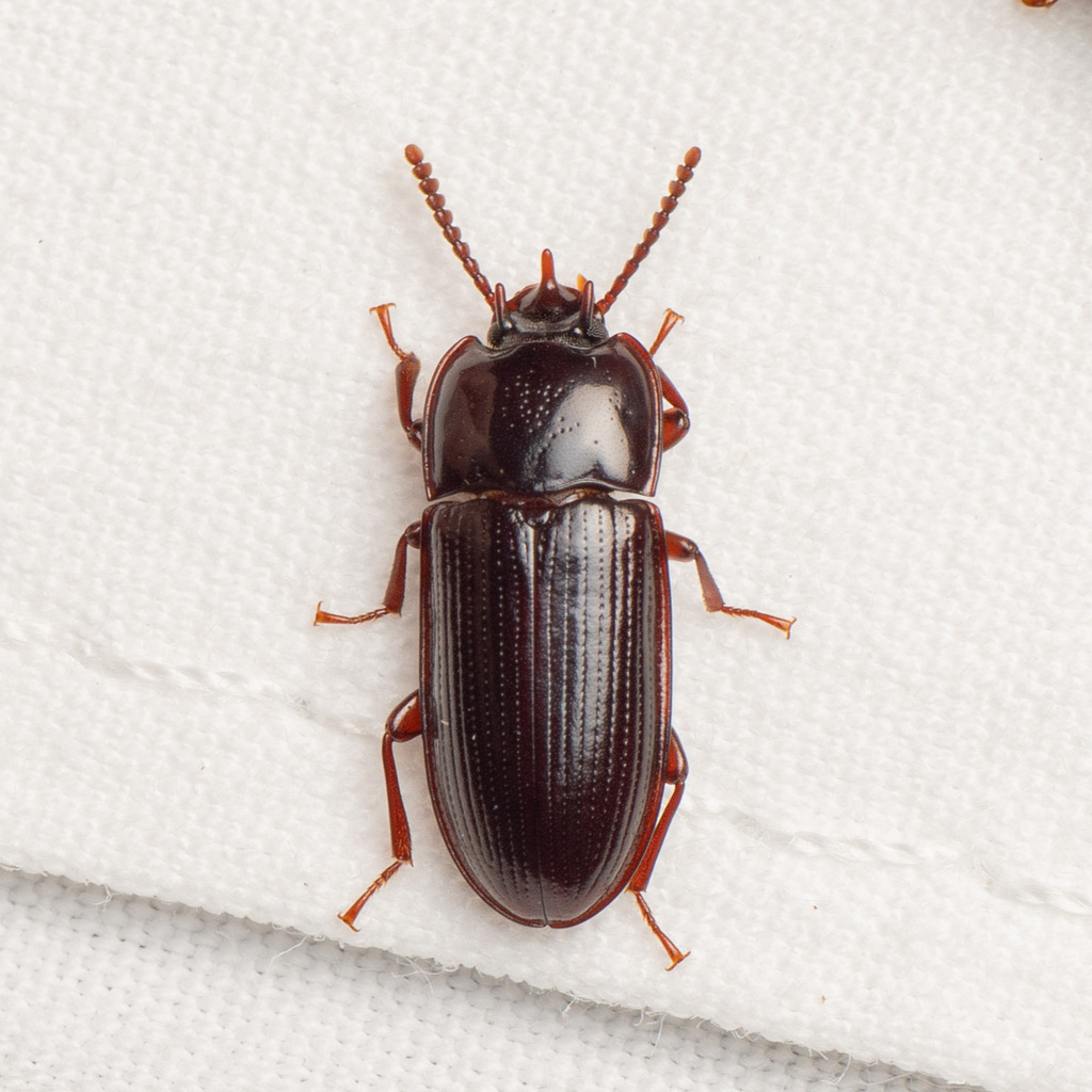 Hypogena tricornis