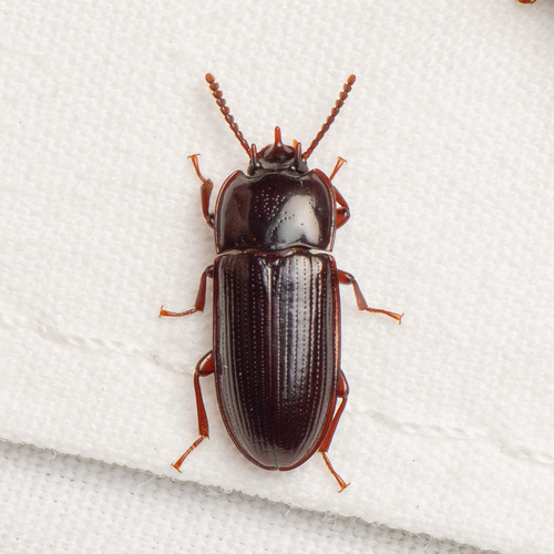 Hypogena tricornis