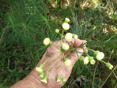 Senecio chrysocoma
