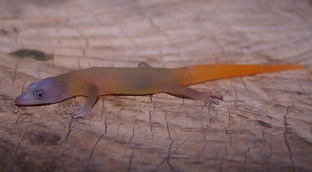 Gray-Headed Geckolet