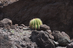 Melocactus intortus