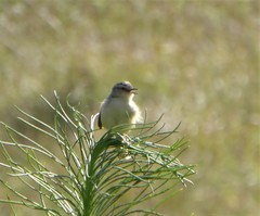 Prinia subflava pondoensis