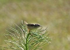 Prinia subflava pondoensis