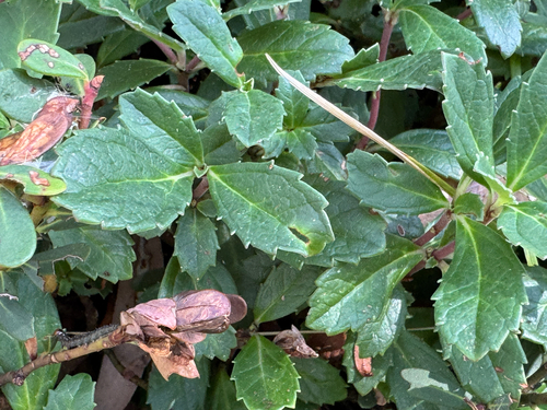 Baw-Baw berry (Wittsteinia vacciniacea)