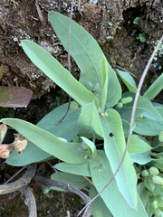 Basananthe sandersonii