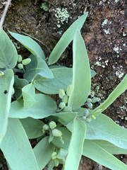 Basananthe sandersonii