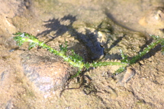 Najas marina