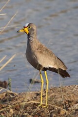 African Wattled Lapwing photo 4