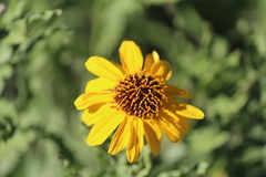 Helianthus laciniatus